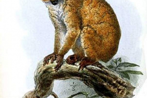 Golden pottto, są głupcami